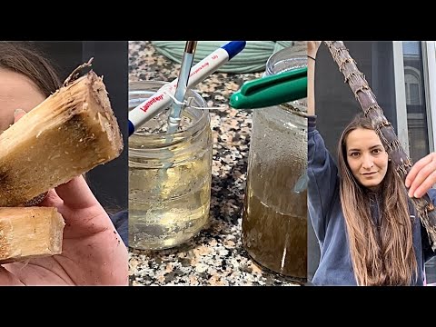 How To Make Your Own Rock Candy (sugar crystal candy from raw sugar cane) 🍭