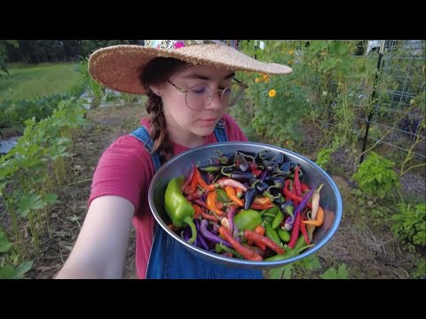 Pepper harvest and making cowboy candy